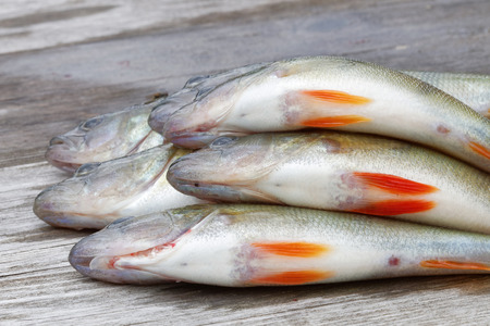 Some newly catched european bass fish laying on a bridge (latin: perca)の写真素材
