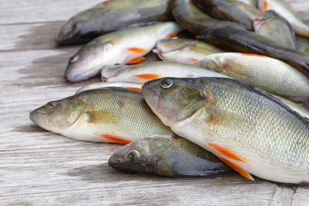 Large group of newly catched european bass fish laying on a bridge (latin: perca)の写真素材