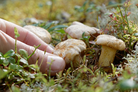Closeup of a chantarell mushroom in the moss and a human hand collecting itの写真素材