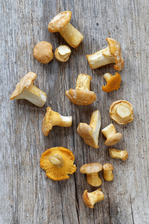 Group of chantarelles mushroom on a wooden gray plankの写真素材