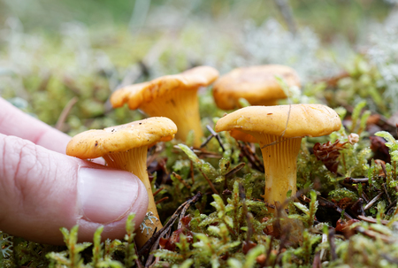 Closeup of a chantarell mushroom in the moss and a human fingers collecting itの写真素材
