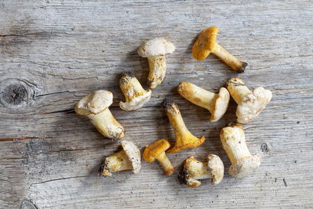 Group of chantarelles mushroom on a wooden gray plankの写真素材