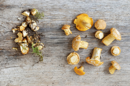 Group of chantarelles mushroom on a wooden gray plank and mossの写真素材