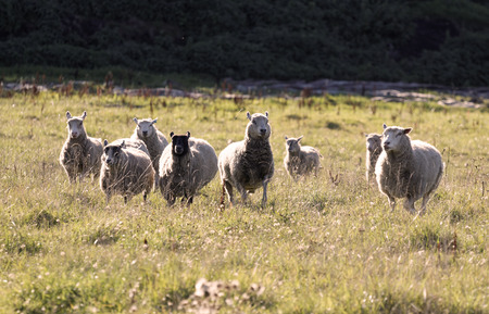 White sheep running on a meadow in the warm evening sunの写真素材