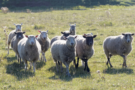 White sheep walking on a meadow in the warm evening sunの写真素材