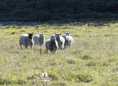 White sheep running on a meadow in the morning lightの写真素材