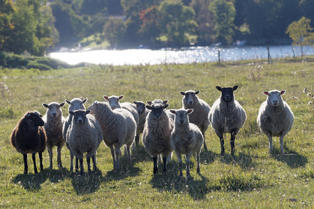 Flock of sheep on a meadow staring, a lake in the backgroundの写真素材