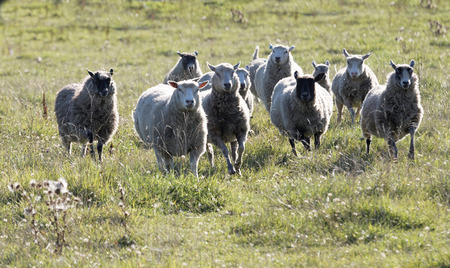 White sheep running on a meadow in the morning lightの写真素材