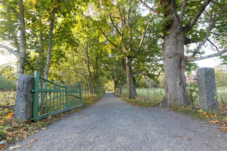 Open green gate mad of wood and a green alley of trees during the autumnの写真素材