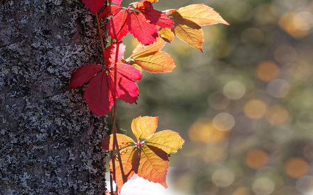 Red and yellow leaf suitable as autumn widescreen display backgroundの写真素材