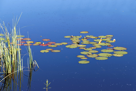 Group of water lily on calm water and reed straw and the blue sky reflecting in the surfaceの写真素材