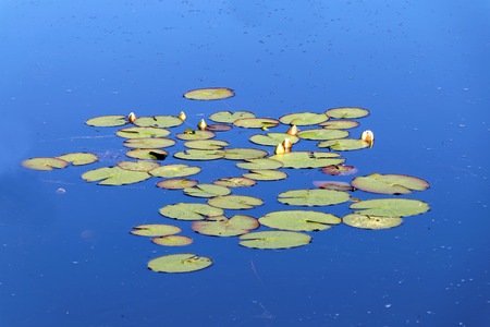 Group of water lily on calm water and the blue sky reflecting in the surfaceの写真素材