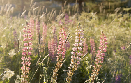 Pink lupine flowers and grass on the meadow in the warm morning lightの写真素材