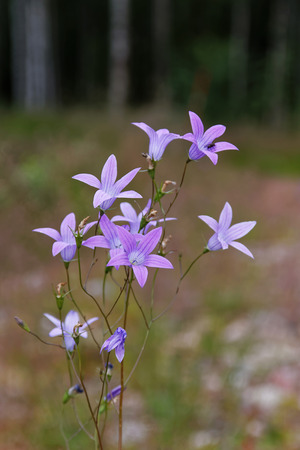 Violet extended bluebell flowers, grass and trees in the backgroundの写真素材