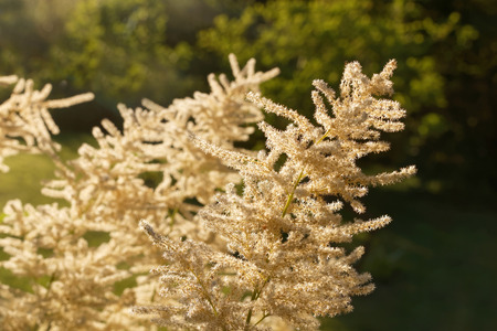 White rosaceae flower in the warm morning lightの写真素材