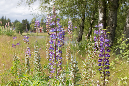 Violet lupine flowers, grass, trees and red house in the backgroundの写真素材