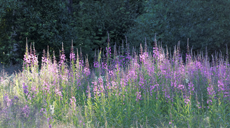 Violet fireweed flowers and trees in the morning lightの写真素材