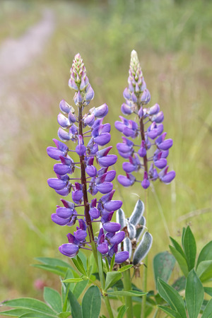 Two violet lupine flowers, grass and a country road in the backgroundの写真素材