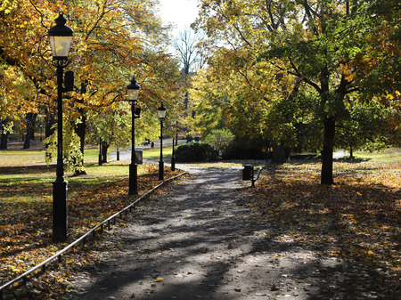 Park way, lampposts and lime trees during autumnの写真素材
