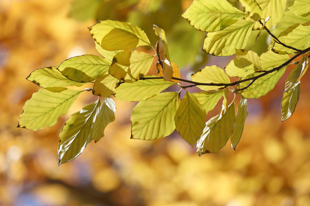 Warm yellow branch of linden tree during autumnの写真素材
