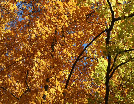 Warm yellow and green leafs on liime tree during autumnの写真素材