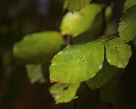 Green linden tree leafs, short depth of focus