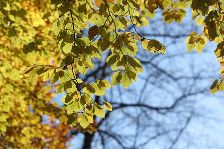 Warm green leafs on lime tree branch during autumn, blue sky and a tree in the backgroundの写真素材