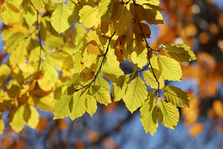 Warm yellow branch of linden tree during autumn, blue sky in the backgroundの写真素材