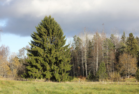 Very large and wide spruce tree on the meadow. Sky and clouds in the backgroundの写真素材