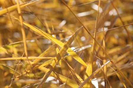 Yellow backlit blade during autumn, Warm glowing color and short depth of focusの写真素材
