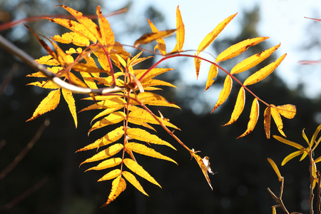 Yellow branch of a willow tree during autumnの写真素材