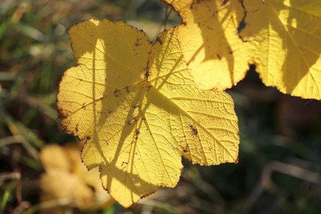 Yellow leafs during autumnの写真素材