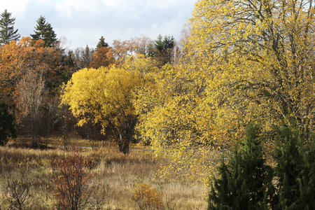 Yellow sallow tree during autumnの写真素材