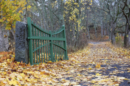 Open green gate and a alley of trees and yellow maple leafs on the ground an autumn dayの写真素材
