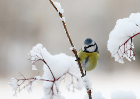Cute blue tit bird sitting on a branch covered with snowの写真素材