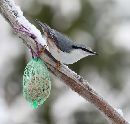 Cute nuthatch bird sitting on a branch covered with snowの写真素材