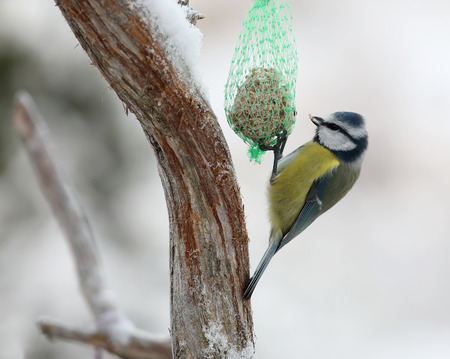 Blue tit bird eating from a tallow ballの写真素材