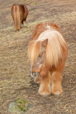 Two long haired cute ponysの写真素材