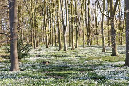 Thousands of wood anemone in the beech forest during spring a sunny dayの写真素材