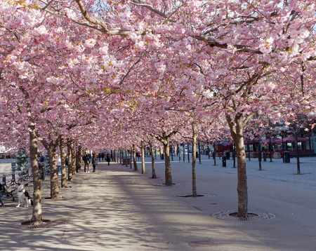 STOCKHOLM, SWEDEN - APRIL 24, 2016: The public park Kungstradgarden with beautiful blooming cherry tree avenue and distant peopleのeditorial素材