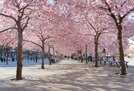 STOCKHOLM, SWEDEN - APRIL 24, 2016: The public park Kungstradgarden with beautiful blooming cherry tree avenue and distant peopleのeditorial素材