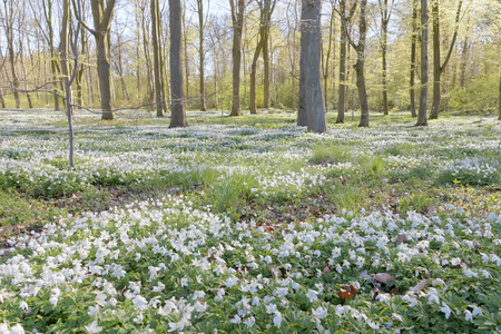 Thousands of wood anemone in the beech forest during spring a sunny dayの写真素材