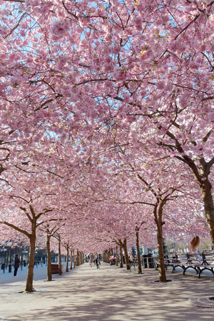 STOCKHOLM, SWEDEN - APRIL 24, 2016: The public park Kungstradgarden with beautiful blooming cherry tree avenue and distant peopleのeditorial素材