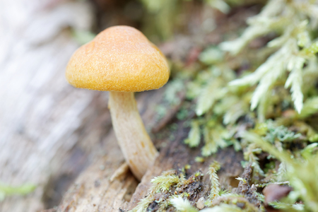 Closeup of yellow mushroom growing on a treeの写真素材