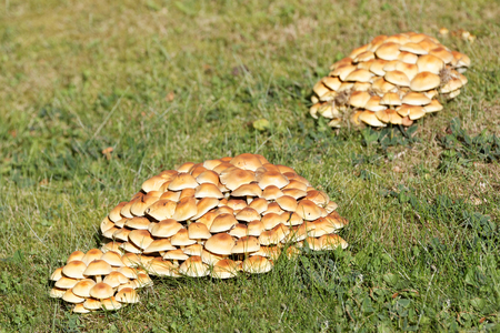 Many yellow mushroom growing on the grassの写真素材