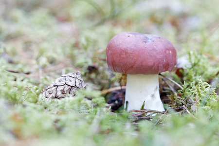 Closeup of a penny bun mushroom and a pine cone growing in the mossの写真素材