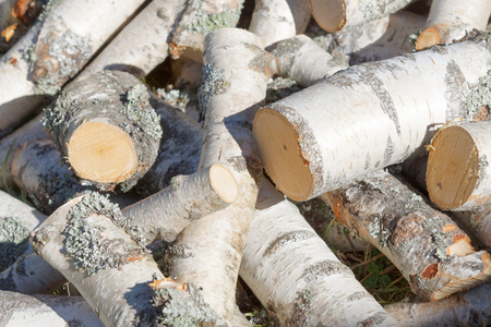 A pile of chopped birch logの写真素材