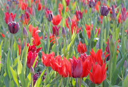 Rain on red and deep purple tulips (latin name: tulipa gesneriana). Short depth of focus.の写真素材