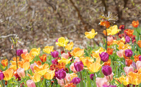 Color burst of very colorful tulips in violet, pink, yellow and red (latin name: tulipa gesneriana). Short depth of focus. Trees in the backgroundのeditorial素材
