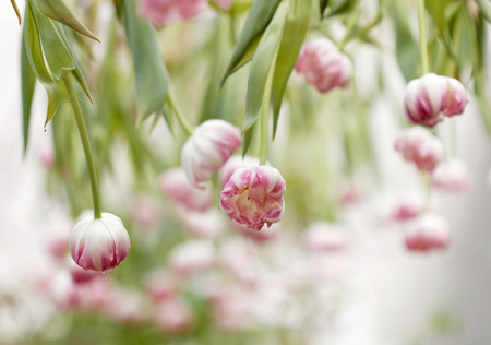 Pink and white tulips hanging from the ceiling (latin name: tulipa gesneriana). Short depth of focus.の写真素材